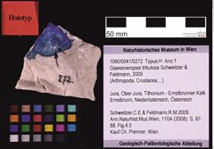 Foto (Objekt + Etiketten) von Glaessneropsis tribulosa (Schweitzer & Feldmann, 2009) (NHMW-GEO-1990-0041-0272)